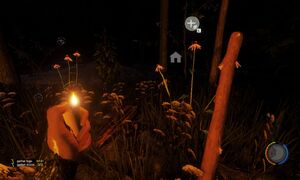Coneflower at night