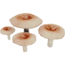 PuffMushroomFarket