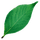 IconLeaf