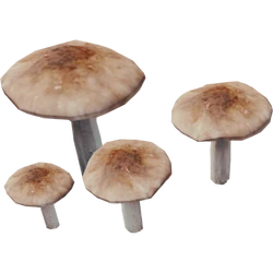 DeerMushroomFarket