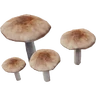 DeerMushroomFarket