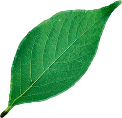 Leaf Official The Forest Wiki