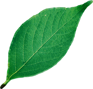 Leaf –