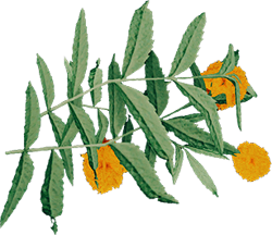 MarigoldFarket