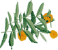 MarigoldFarket