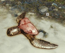 The "meat" part of the turtle after its shell has been harvested.