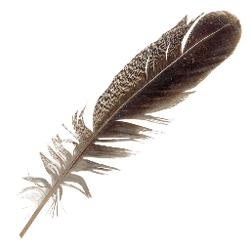 Feather