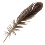 Feather diff
