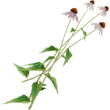 ConeflowerFarket