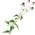 ConeflowerFarket