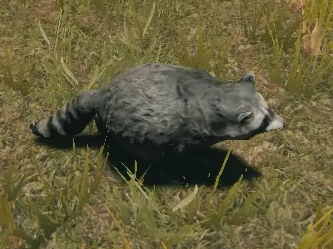 the forest wiki where are the raccoons the forest wiki where are the raccoons
