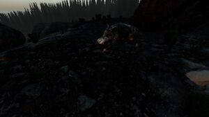 Earlymorningboar