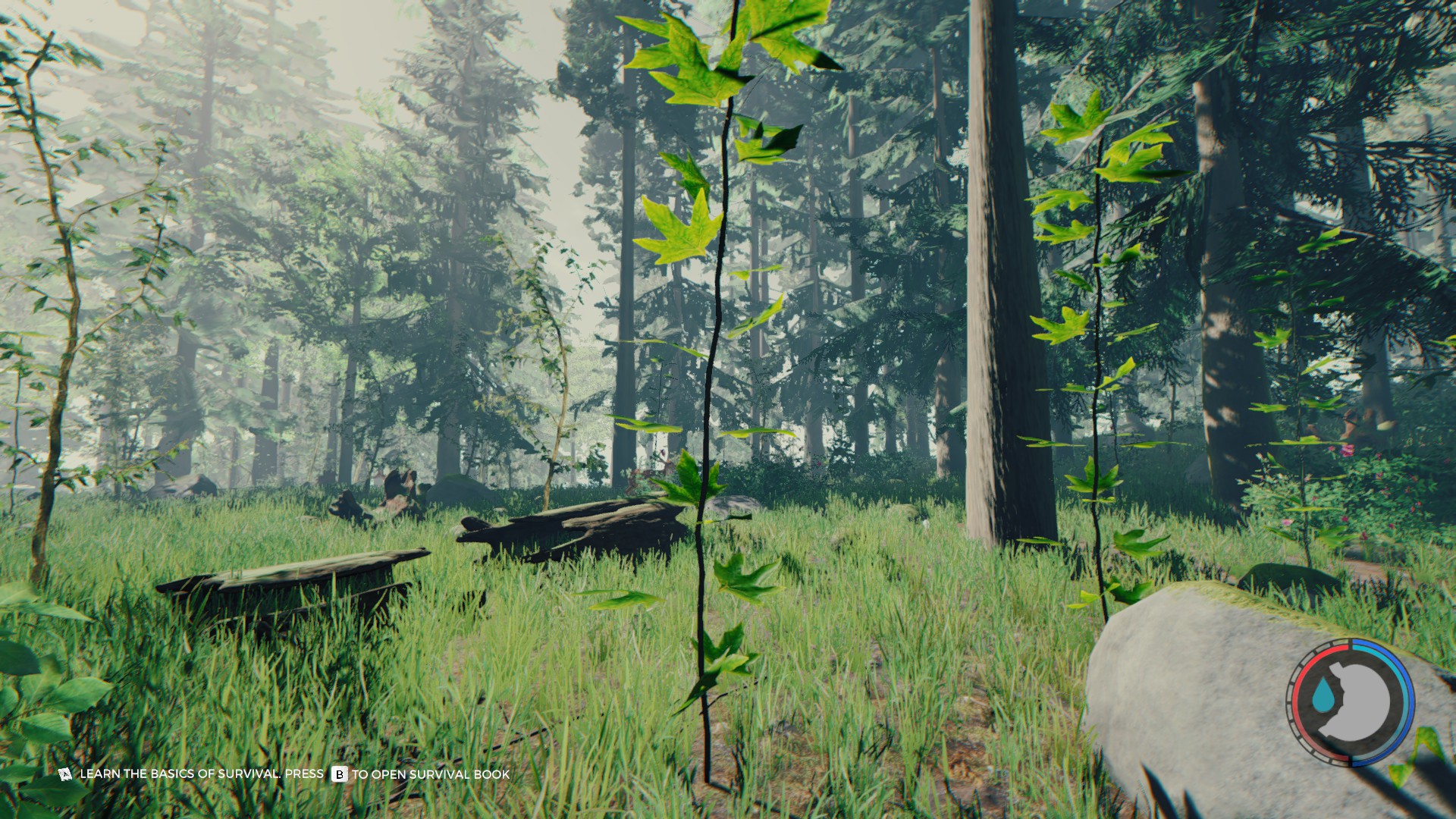 Sons of the Forest Tree Regrowth Cheat: What Console Command Makes Trees  Grow Back? - GameRevolution