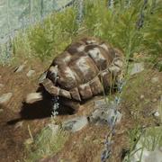 A tortoise near a pond.