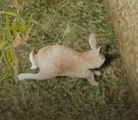 rabbit breeding the forest wiki