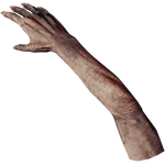 Arm
