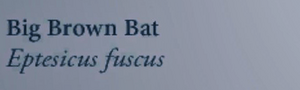 Bat in the natures guide