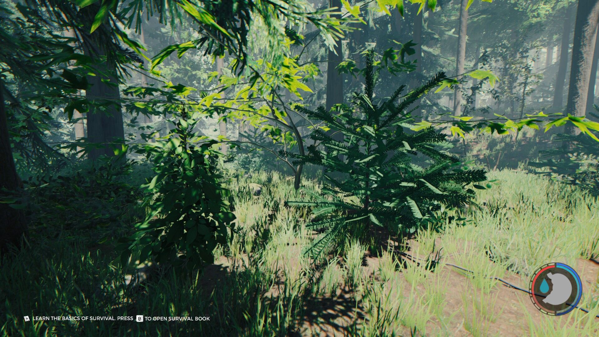 Sons of the Forest Tree Regrowth Cheat: What Console Command Makes Trees  Grow Back? - GameRevolution