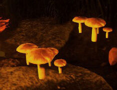 Edible mushroom.jpg