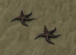 Starfish at the beach.