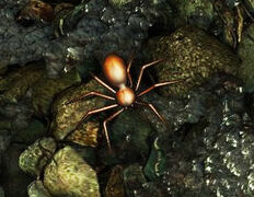 Spider on the ground from an older version of the game