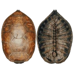Turtle Shell