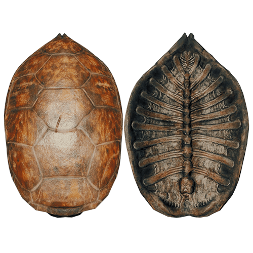 Turtle Shell - Official The Forest Wiki