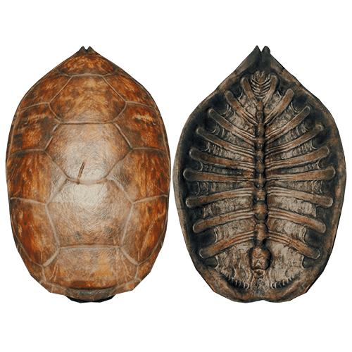 Turtle shell - Wikipedia