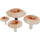 IconPuffMushroom