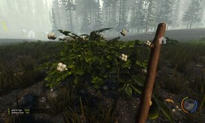 Old version of the snowberry bush