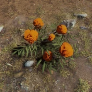 Marigold plant