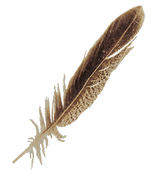 A feather