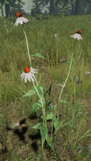 Coneflower in the field