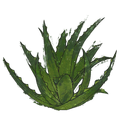 NatureGuideAloe.png