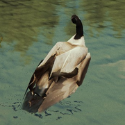 Goose on a lake.