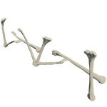 BoneFenceFarket.png