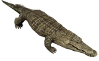 CrocodileFarket