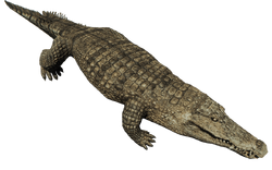 CrocodileFarket
