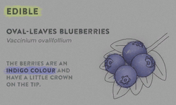 Blueberry Official The Forest Wiki Blueberry Official The Forest Wiki
