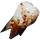 IconTooth.png