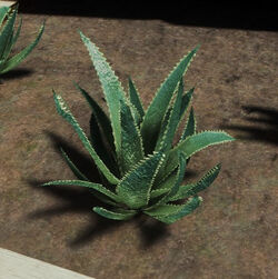 Aloe Vera - Official The Forest Wiki