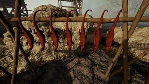 Lizard meat drying on a drying rack