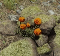 Marigold in the wild