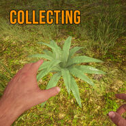 Collecting