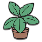 House Plant