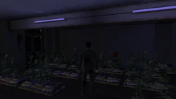 Close up of the weed plants being grown at the back of the room.