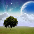 Tree and sky.jpg