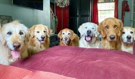 One Labradoodle and five Golden Retrievers standing in one row in a living room, in front of a red couch.