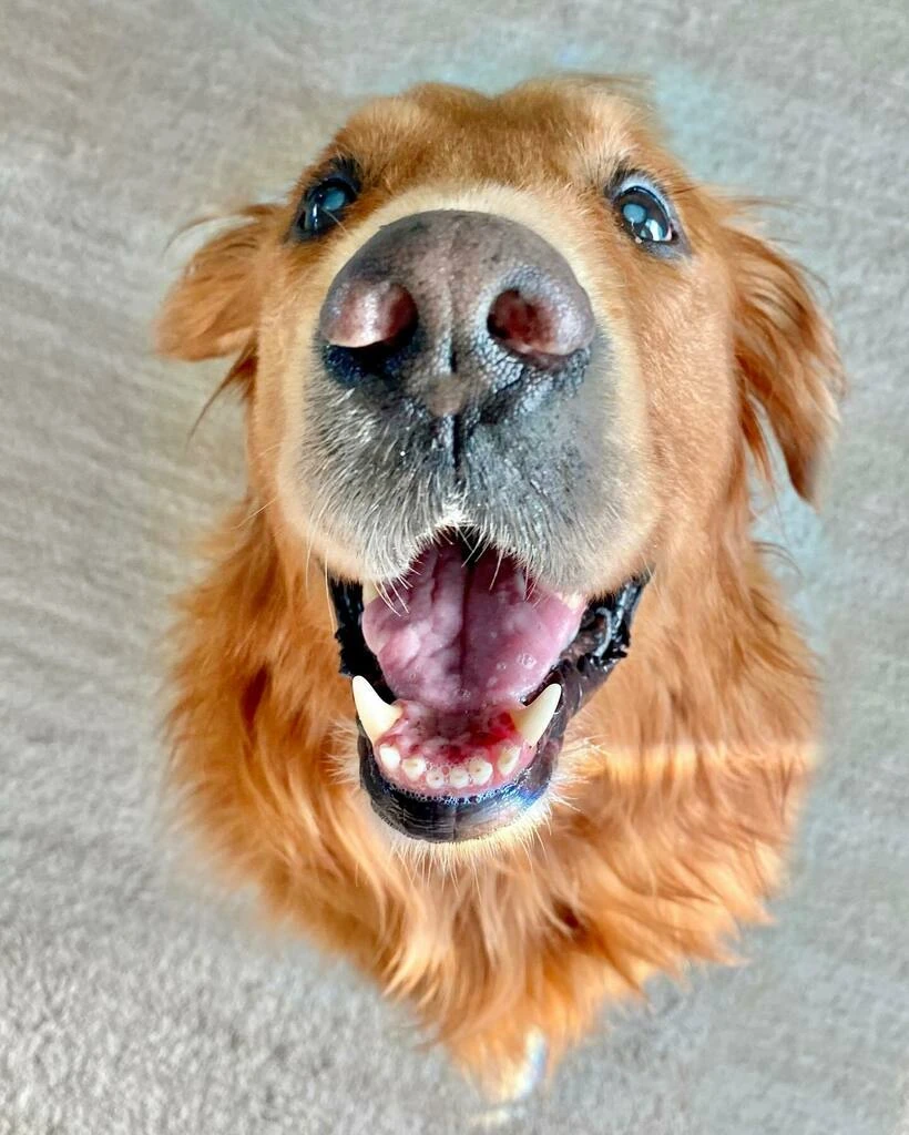 Remoulade The Golden Ratio Wiki Fandom