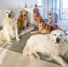 Six Golden Retrievers together in a well-lit living and dining area. The dogs hold mixed positions, from standing to sitting to lying down.